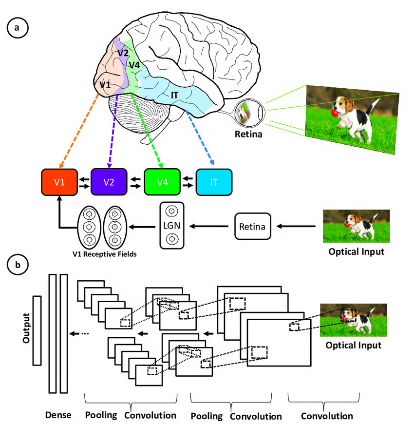 Convolutional Neural Network Architecture